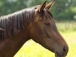 chevaux sur un pré allemand photo