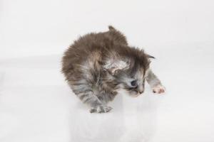 chat maine coon sur fond blanc photo