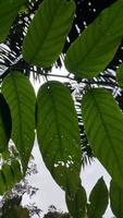 les feuilles creuses qui ont été mangées par les chenilles photo