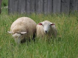 moutons dans le muensterland allemand photo