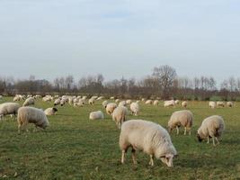 troupeau de moutons en allemagne photo