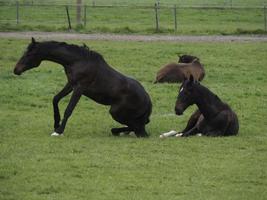 chevaux et poulains photo