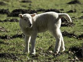 moutons sur un pré photo