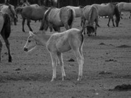 chevaux sauvages en westphalie photo