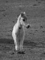 chevaux sauvages sur un pré en Allemagne photo