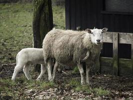 moutons sur un champ en westphalie photo