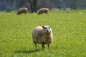 Agneaux sur un pré en Allemagne photo