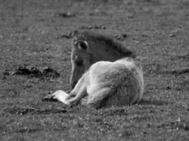 chevaux sauvages en allemagne photo