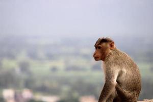 singe macaque bonnet avec fond. photo