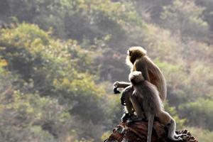 singe langur gris avec un bébé. photo