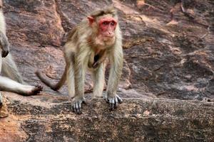 singe macaque bonnet dans le fort de badami. photo