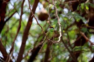 oiseau guêpier vert asiatique photo