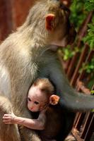 bonnet macaque avec bébé dans le fort badami. photo