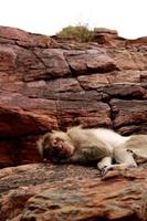 bonnet singe macaque dormant sur le rocher dans le fort de badami. photo
