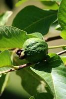 fruits de goyave communs sur l'arbre. photo