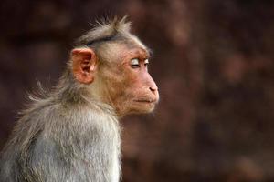 singe macaque bonnet avec espace de copie. photo