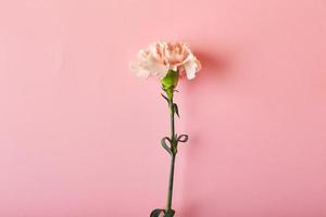 bouquet d'oeillets roses. concept de conception de voeux de vacances avec bouquet d'oeillets sur fond de table rose photo