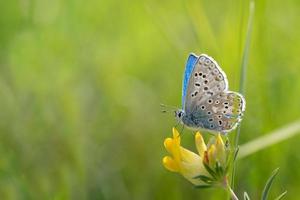 gros plan d'un papillon bleu assis sur une fleur jaune dans la nature