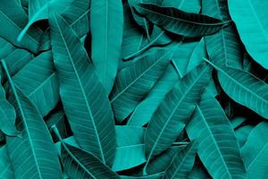 feuilles de mangue de l'arbre, vue de dessus - fond de texture de feuille de mangue transparente verte avec ton de couleur bleu foncé photo