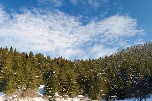 forêt et nuages d'abant, bolu, turquie photo