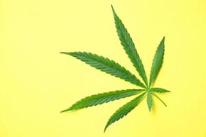 feuille de cannabis sur fond jaune, feuilles de chanvre de cannabis ou plante de feuille de marijuana photo