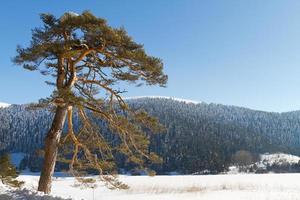 lac abant, bolu, dinde photo