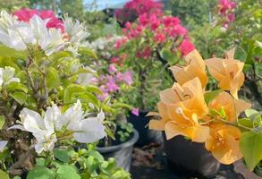 fond de fleurs de bougainvilliers en fleurs. fleurs de bougainvilliers lumineuses comme fond floral. photo