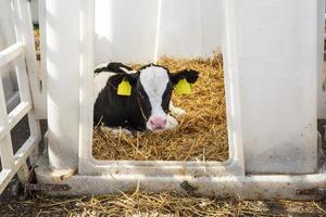 ferme d'élevage de vaches. troupeau de veaux blancs noirs regarde la caméra avec intérêt. élevage de vaches en élevage libre. étable photo