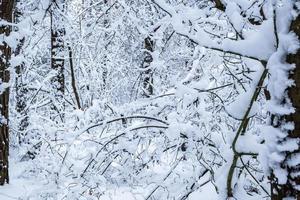 forêt de pins d'hiver recouverte de neige. beau panorama d'hiver aux chutes de neige photo