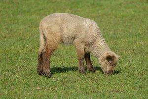 moutons et agneaux photo