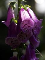 heure d'été dans le jardin photo