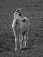 chevaux sauvages sur un pré en Allemagne photo