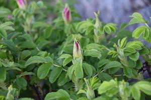 Cynorrhodons en herbe avec boutons floraux roses photo