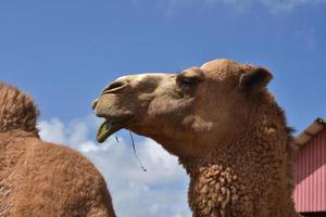 chameau ruminant sur un tas de foin avec sa bouche ouverte photo