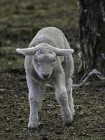 agneaux et moutons en westphalie photo