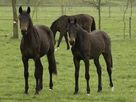 chevaux sur un pré allemand photo