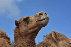 chameau hirsute mignon avec un ciel bleu époustouflant photo