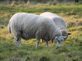 moutons sur un pré photo