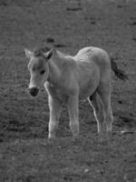 chevaux sauvages sur un pré en Allemagne photo