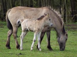 large troupeau de chevaux en allemagne photo