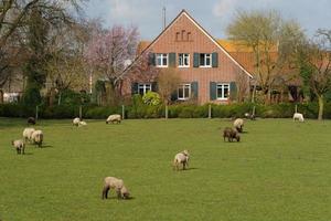 moutons et agneaux photo