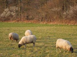 moutons sur un pré allemand photo