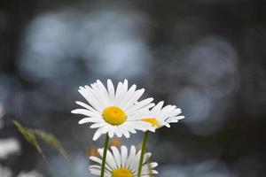 jardin avec des marguerites sauvages qui fleurissent et fleurissent photo