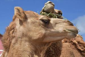 paire de chameaux mangeant un tas de foin photo