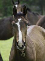 chevaux dans le muensterland allemand photo