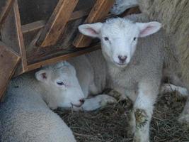 moutons en westphalie photo