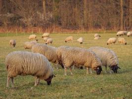 moutons sur un pré allemand photo