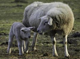 moutons sur un pré en westphalie photo