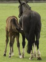 poulains et chevaux mignons photo