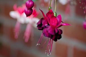 fleurs dans le jardin photo